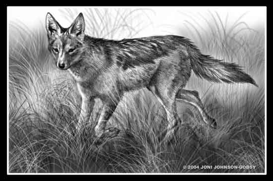 الموسوعة الكاملة للكلبيات AFRICA,-black-backed-Jackal