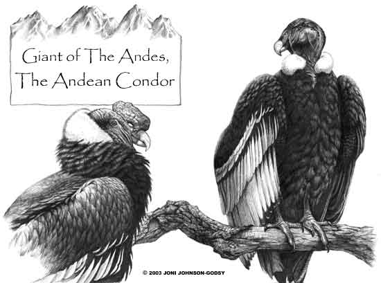 a discussion on the struggle for california condor In a remote, rugged valley overlooking the pacific ocean, researchers closely monitor an endangered icon: the california condor. a discussion on the struggle for california condor In a remote, rugged valley overlooking the pacific ocean, researchers closely monitor an endangered icon: the california condor.