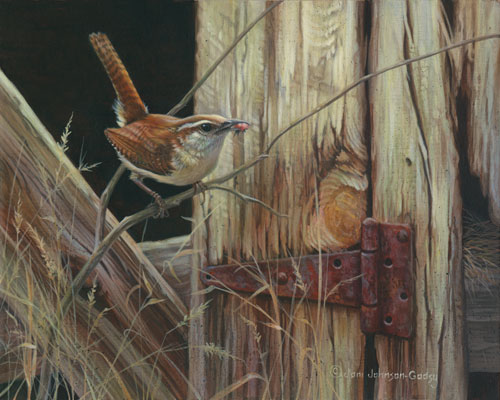 carolina wren