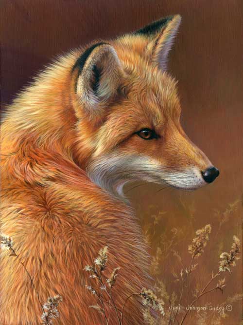 0051-curious-red-fox.jpg