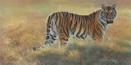 a-last-look-back-siberian-tiger-adjusted