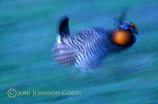 prairie-chicken-blurrrr1 prairie-chicken-blurrrr1