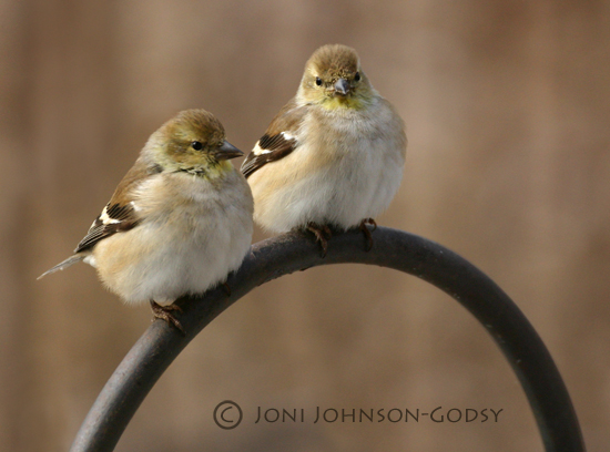 gold-finches
