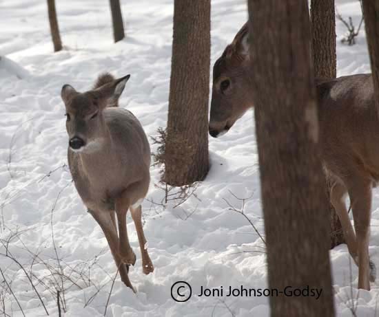 aggressive-doe-with-fawn1