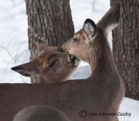kissing-doe-and-fawn-two