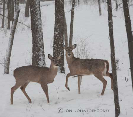 Pics Of Deer In Snow. deer-in-snow