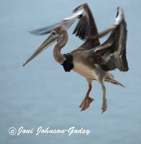 birding-dd