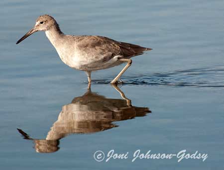 birding-nn